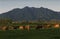 Te Aroha Jersey herd