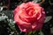 Te Awamutu Rose Gardens, New Zealand