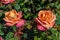 Te Awamutu Rose Gardens, on New Zealand\\\'s North Island