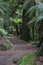 Te Urewera National Park forest walk