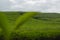 A tea with a beautiful view of the fantastic garden, photographed with shaky style from inside a moving car