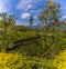 Tea bushes arranged longitudinally the hillside in the upland tea country of Sri Lanka, Asia