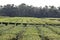 Tea bushes Camellia Sinesis the Charleston Tea Plantation