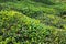 Tea bushes with green leaves