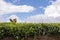 Tea bushes growing in Kenyan highlands.