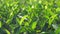 Tea bushes with lush small leaves on farmland closeup