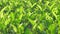 Tea bushes with lush small leaves on farmland closeup