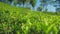 Tea bushes plantation against trees closeup slow motion