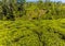 Tea bushes on a plantation in upland tea country in Sri Lanka, Asia