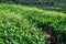 Tea bushes on a tea plantation  on a sunny day