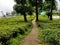 Tea cultivation at the hilly garden estate established by the British Raj for growing fine pekoe at Darjeeling hills.