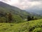 Tea Estate @ Cameroon Highlands, Malaysia