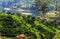 Tea estate in hill plantations Ceylon, Sri Lanka