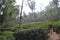 Tea estate in Kerala Heritage region Munar