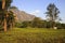 Tea Estate - Mulanje Massif