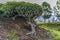 Tea estate in the Nandi Hills, highlands of Western Kenya. Camellia sinensis