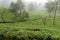 Tea Estate in Nuwaraeliya, Sri lanka