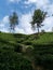 A tea estate under the blue sky with white clouds on a sunny day.