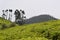 Tea estates, Ooty, India