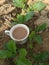 Tea in farm