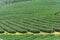Tea farm,alishan mountain
