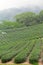 Tea farm,alishan mountain