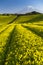 Tea farm and Mount Fuji in spring