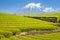 Tea farm and Mount Fuji in spring at Shizuoka