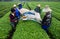 Tea farmers picking tea leaves