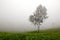 Tea field in Coonoor, India