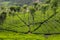 Tea field in Coonoor, Tamil Nadu, India
