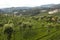 Tea field in Coonoor, Tamil Nadu, India