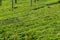 Tea field in Coonoor, Tamil Nadu, India