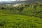 Tea field in Coonoor, Tamil Nadu, India