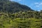 Tea field in Coonoor, Tamil Nadu, India