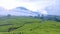 Tea Field on Dempo Mountain