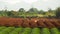 Tea field plantation