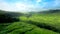 Tea Fields Cameron Highland Malaysia