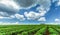 Tea fields on the Di Linh Plateau, Lam