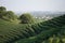 Tea fields in Hangzhou with the city buildings in the background, China