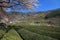 Tea fields in Hwagae, Hadong-gun