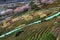 Tea fields in Hwagae, South Korea