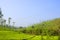 Tea fields in Karnataka, India