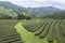 Tea Fields in Mae Salong Chiang Rai, Thailand