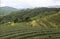 Tea Fields in Mae Salong Chiang Rai, Thailand