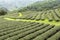 Tea Fields in Mae Salong Chiang Rai, Thailand