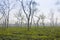 Tea fields in Srimangal, Bangladesh