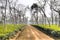 Tea fields in Srimangal, Bangladesh