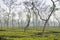 Tea fields in Srimangal, Bangladesh