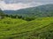Tea forest grassland Natural indonesia morning